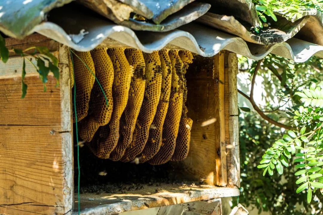 土蜂蜜的取蜜全过程,土蜂蜜取蜜全过程记录