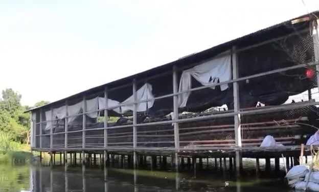 养鸡养鱼共养模式,大棚养鸡养鱼技术