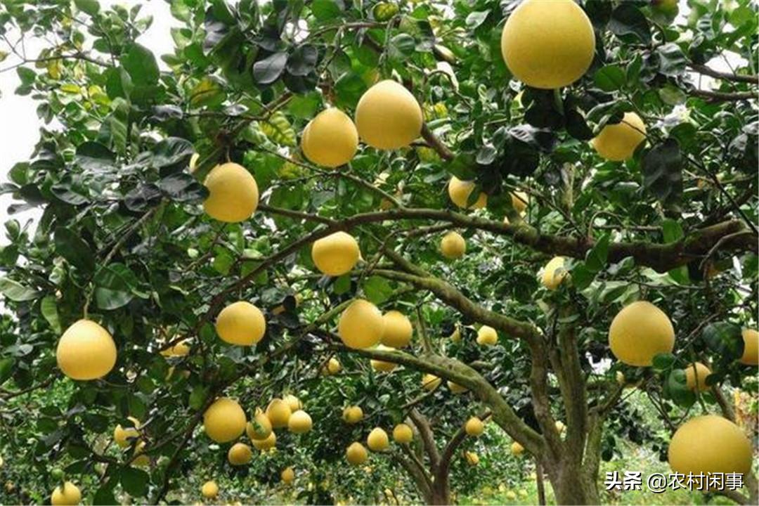 种植柚子前景如何,种柚子的前景如何
