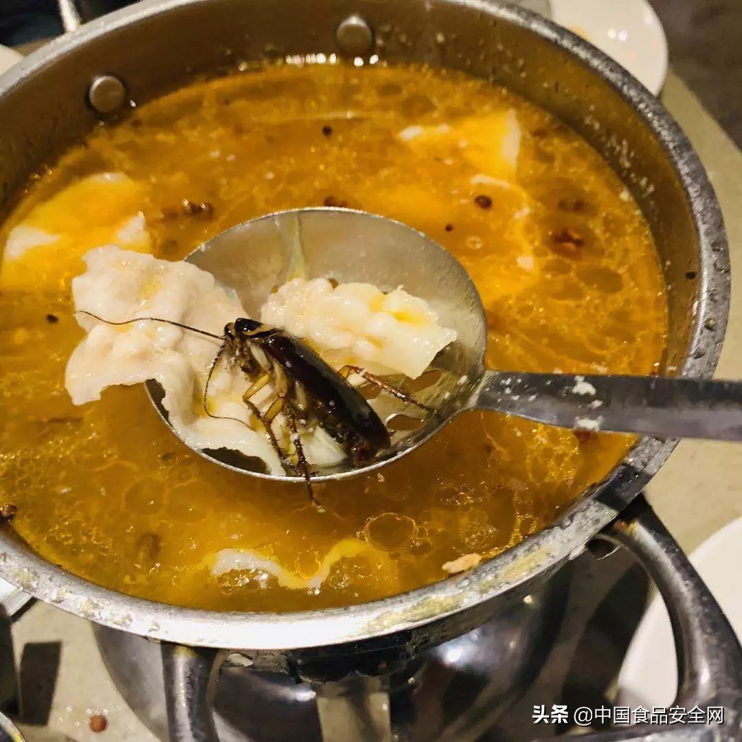 食品有活蟑螂维权,顾客评论吃到虫子怎么申诉