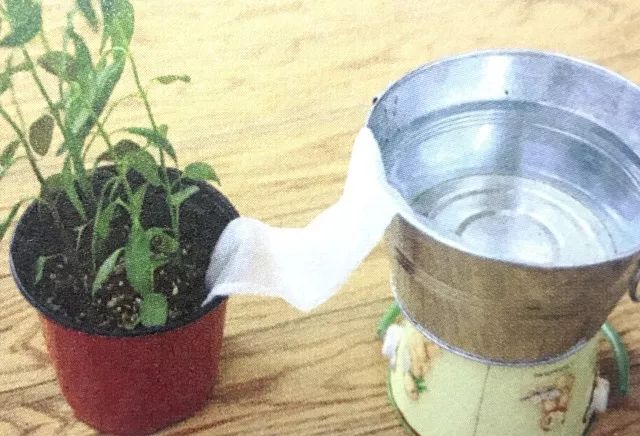 盆花极度干旱怎么处理,盆花水涝了怎么办