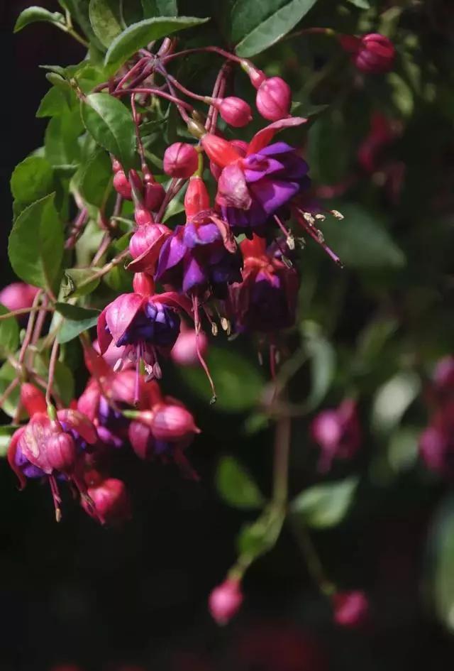 过年家里摆什么植物好,家里过年要摆几样水果
