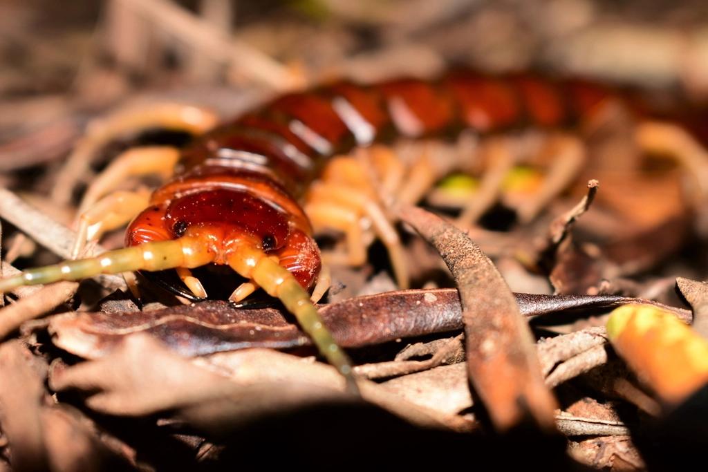 鸟类杀手！这条蜈蚣在孤岛上默默担当着食物链的最顶端掠食者