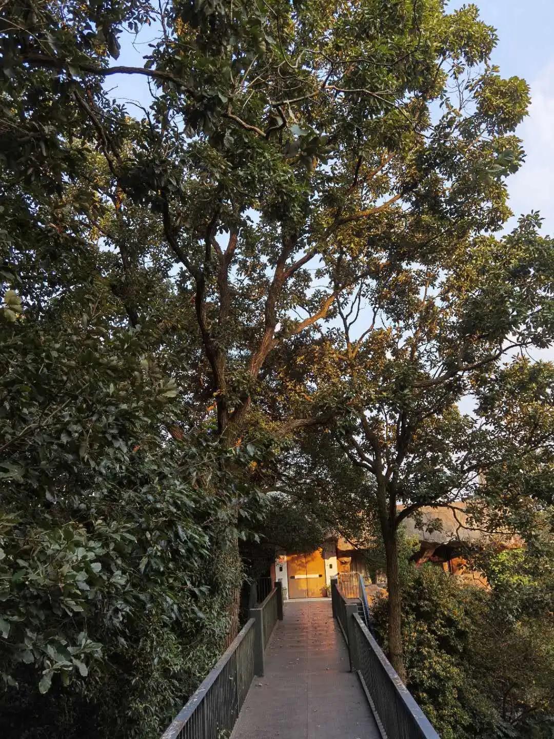 杭州西湖3天2晚自由行攻略,24小时杭州之旅