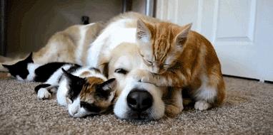 能不能养宠物鼠狗兔猫,能不能养宠物鼠猫狗呢