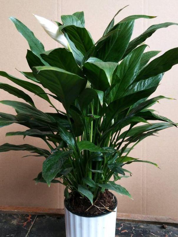 白掌的寓意以及养殖方法,白掌花的养护和习性