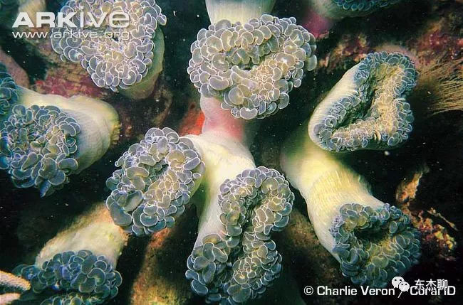 lps和sps可以一起养吗,哪些lps适合新手养