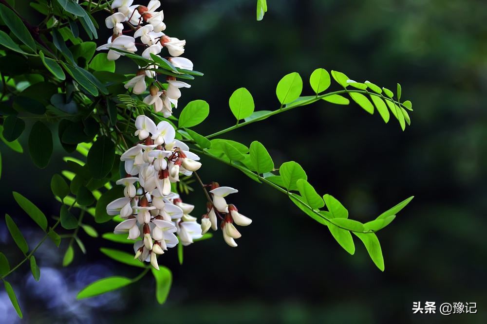 河南老槐花有什么好吃的,老家人爱吃的风味槐花