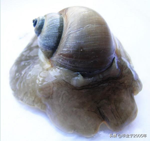 大连常见的海鲜美食都有哪些,大连海鲜吃货大全