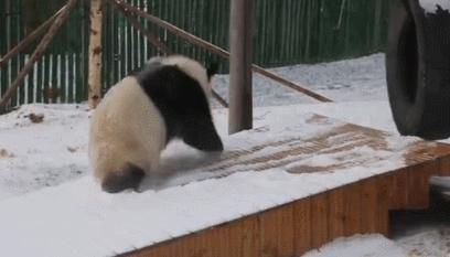 外国人到底有多喜欢外国人的熊猫,外国喜欢熊猫到什么程度