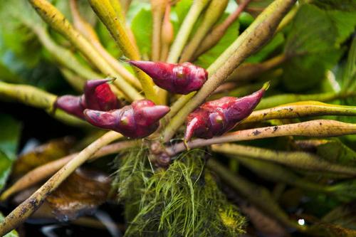 菱妹妹的前世今生,前世今生小说季雨菱