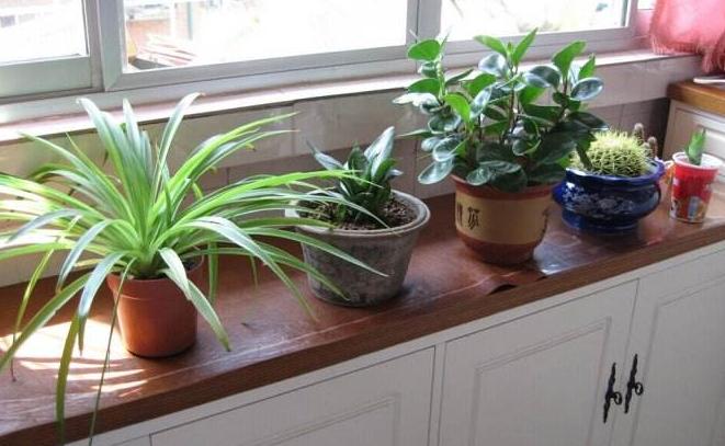 吊兰的养护方法和技巧,白玉金心吊兰和卷叶吊兰的区别