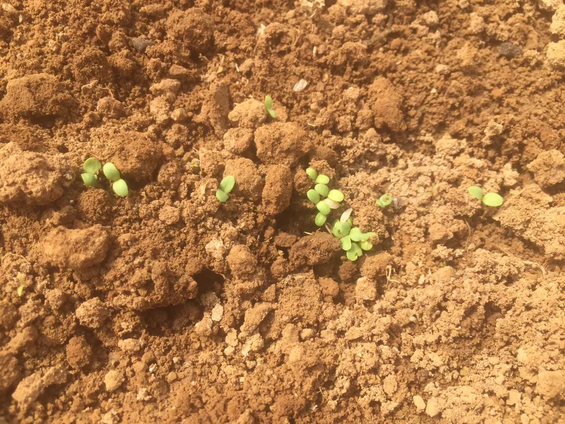 播种不急于收获,播种秧苗用什么办法不长草