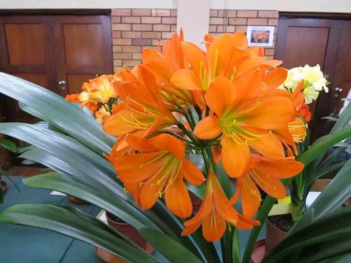 君子兰心烂了怎么办必须剪头吗,君子兰烂心砍头正确方法