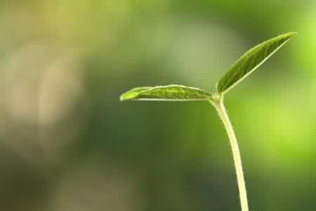 薏米对胃炎有什么功效,薏米茶对胃病有好处吗