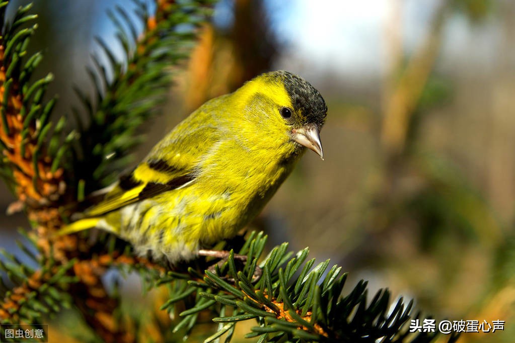 螳螂捕蝉黄雀在后黄雀后面还有谁,螳螂捕蝉黄雀在后黄雀后面是什么
