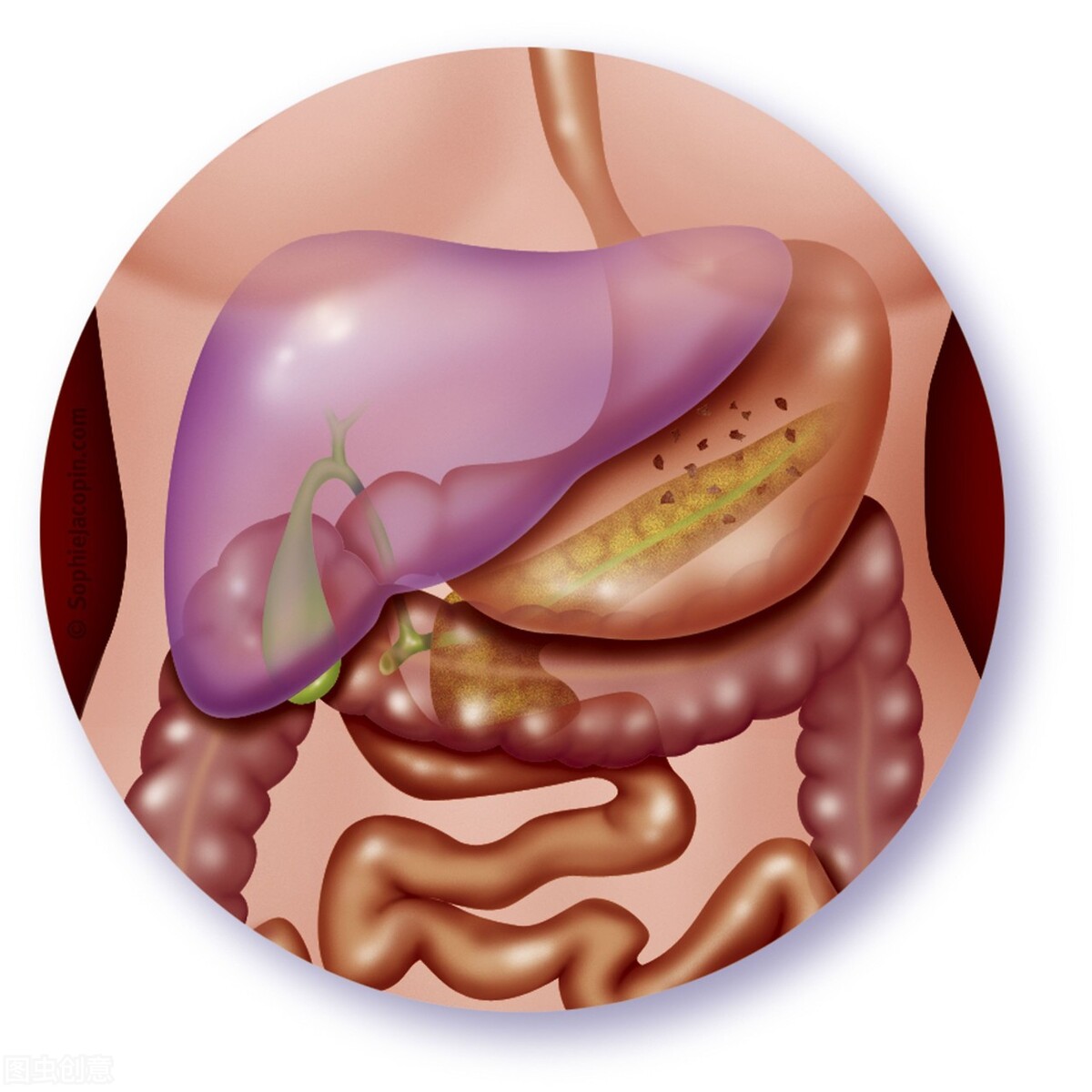 胃病的养胃方法和注意事项,胃病反复发作怎么养胃建议详细