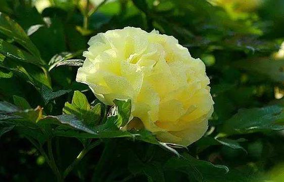 新手养花好闻不便宜,新手养花好看吗