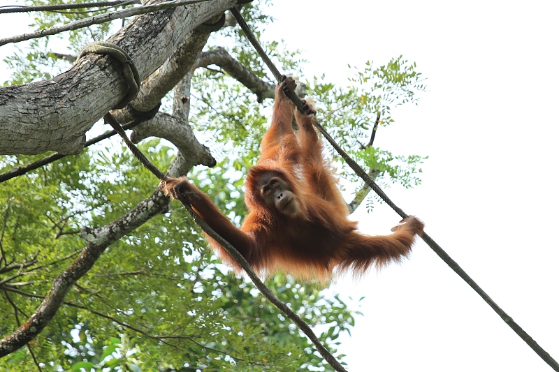 新加坡三个动物园哪个最好,新加坡动物园哪个最值得去看