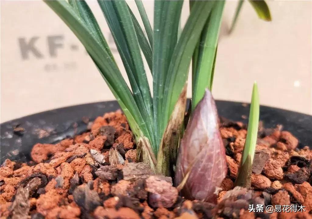 春兰大富贵春剑大富贵区别,春兰大富贵vs春剑大富贵