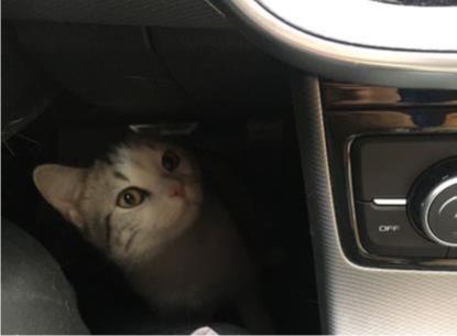 长途开车带猫咪回老家?这3个安全问题,你确定不来学习下?