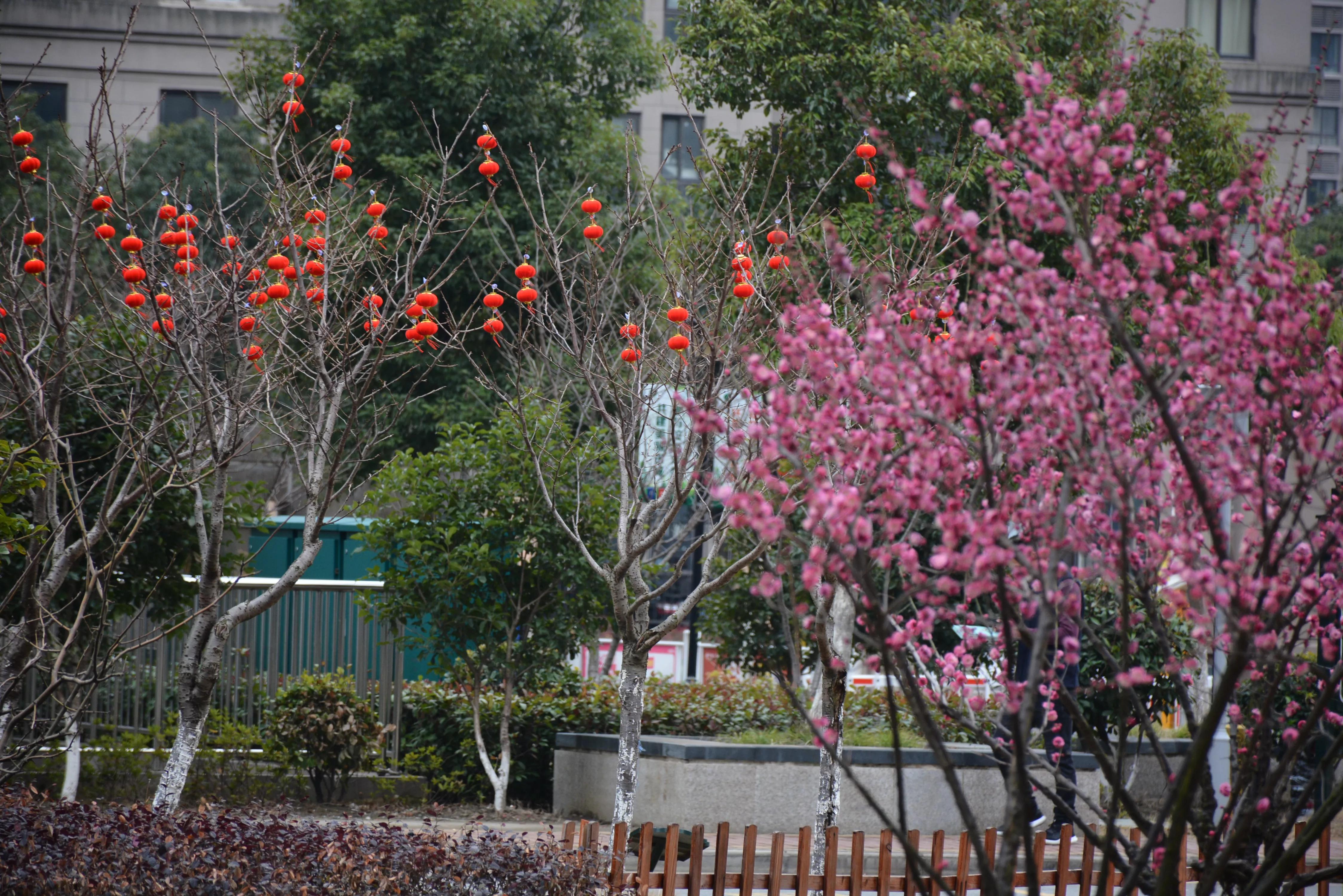 能坚持四季如春就好了（湖畔雅居的春天）