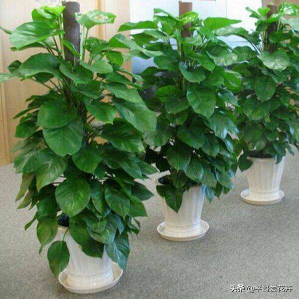 绿萝这样浇水不黄叶不烂根,绿萝怎么养才不会黄叶使叶绿肥厚