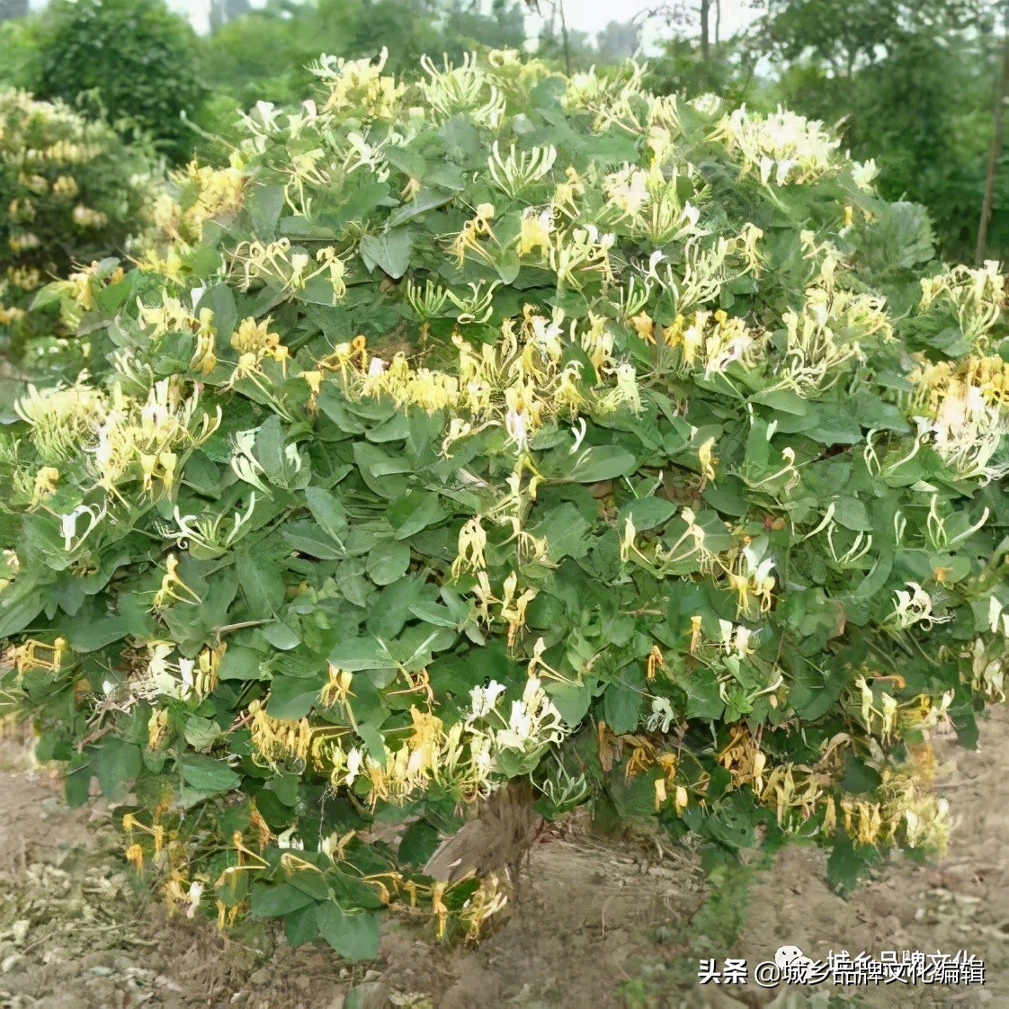 河北马澜,河北青年作家马澜作品