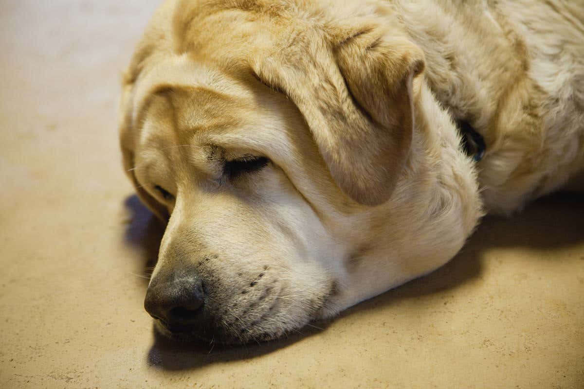 拉布拉多幼犬应该怎么养,拉布拉多幼犬怎么养怎么管