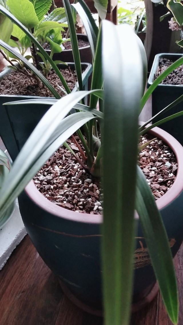 建兰富山奇蝶怎么不开花,富山奇蝶兰好养吗