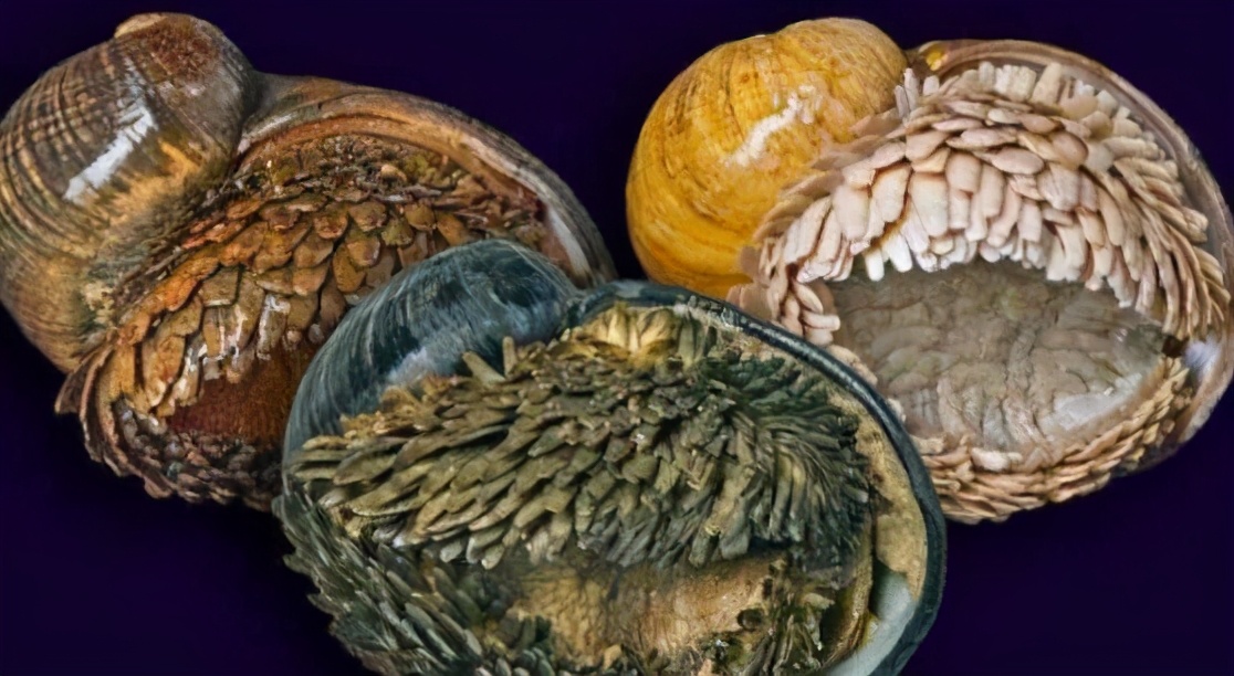 蜗牛将钢铁融入身体后，化身“装甲战士”，*弹子**也打不穿它的壳