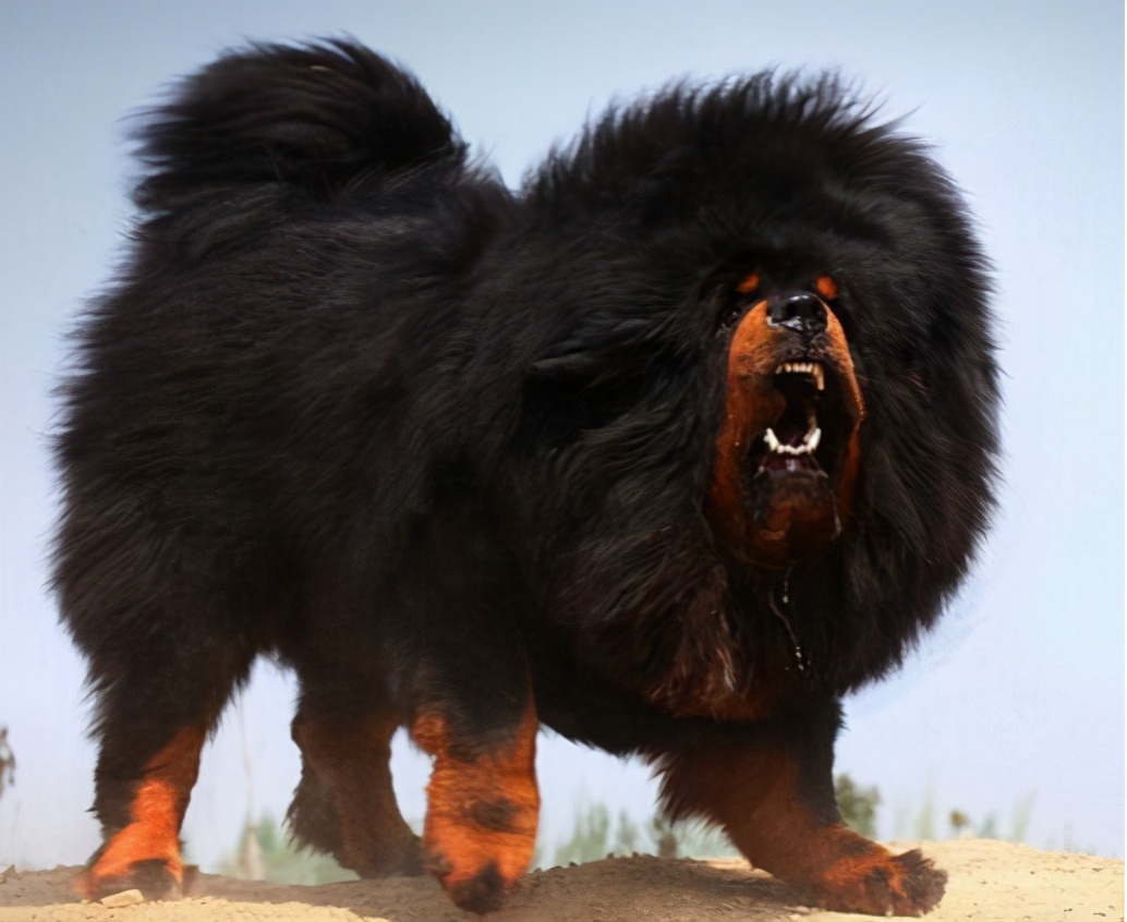 最好养而忠心的狗,公认十大适合上班族养的小型狗