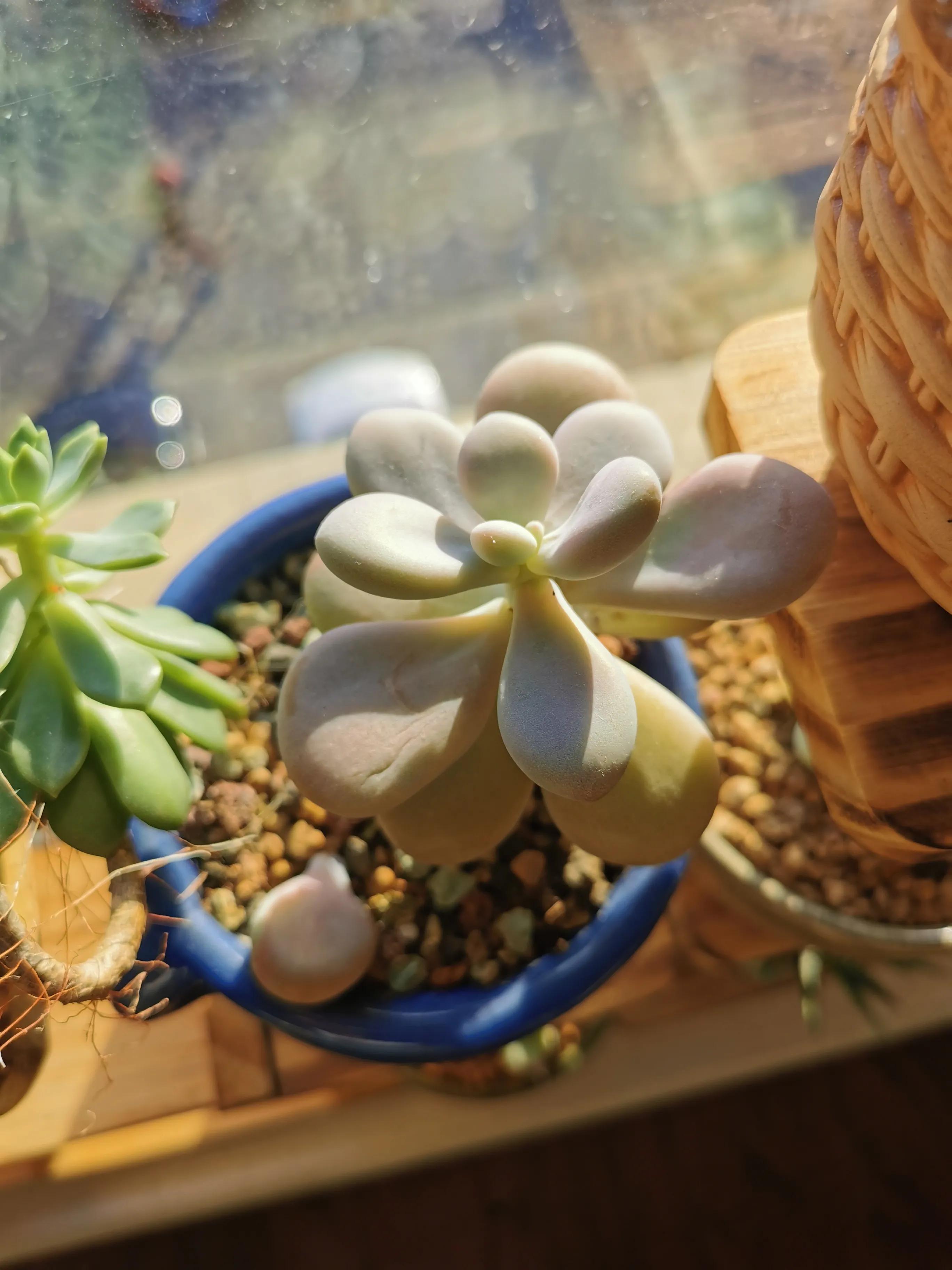 桃蛋徒长了还能恢复吗,桃蛋徒长叶片间距大怎么办