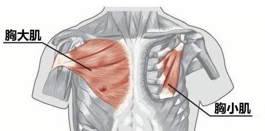 哺乳期两边胸大小不一样怎么调整,女性胸左右大小不一样怎么矫正