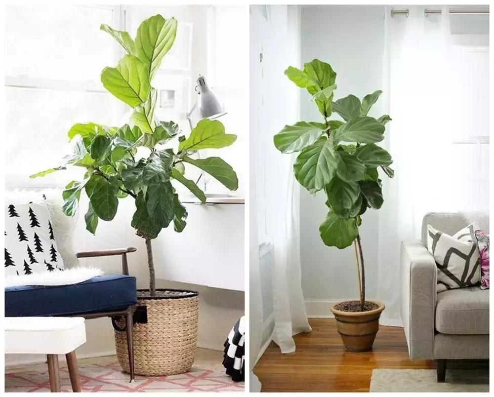 有什么花和草可以吸甲醛,家里养这2种花净化空气带来好运