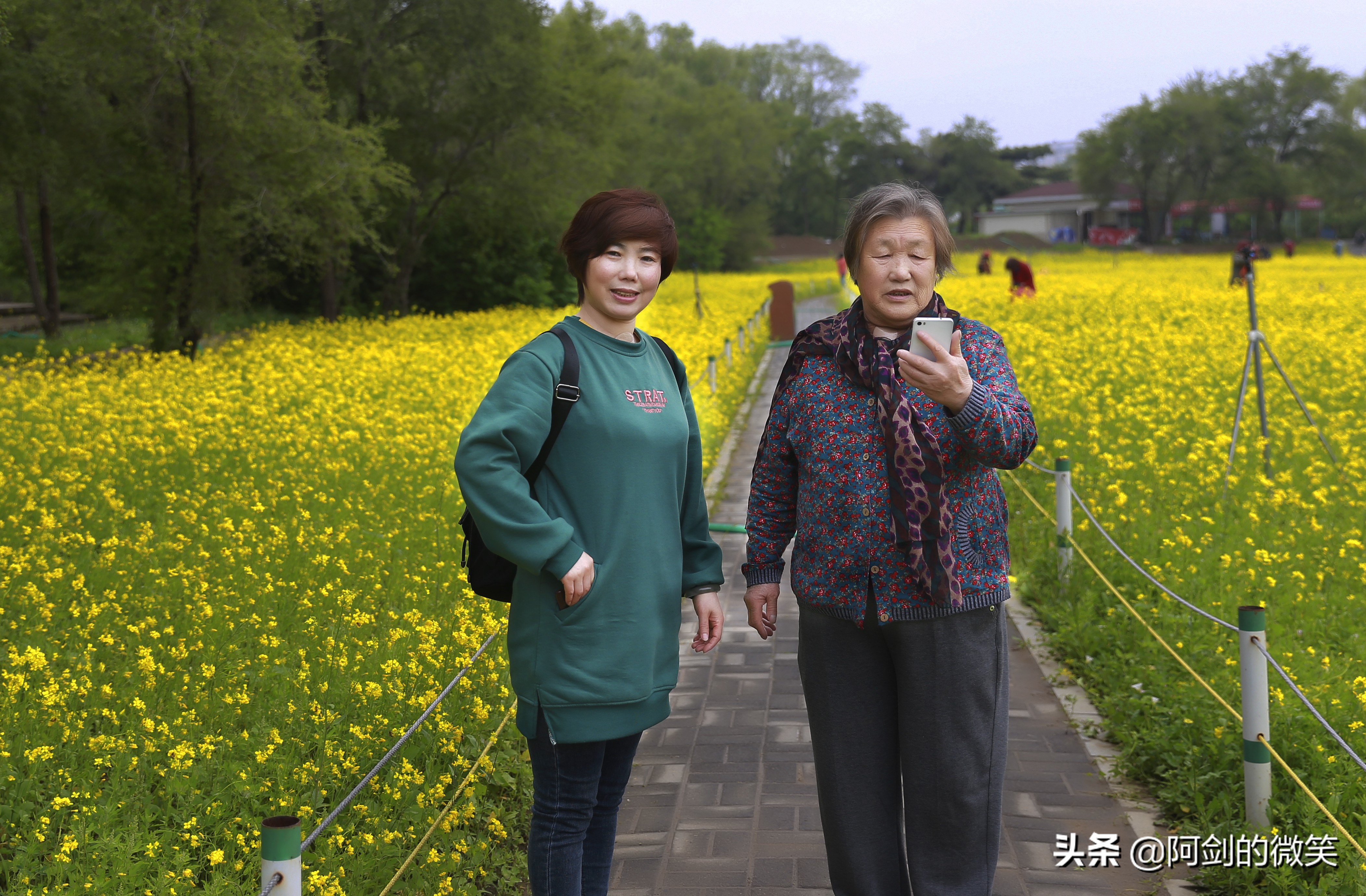 沈阳十一假期哪里有花海,沈阳玫瑰小镇温泉花海两日游