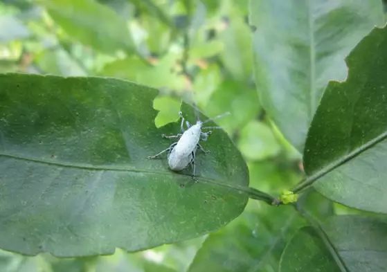 柑橘12月有什么病害虫害,柑橘全年病害虫害最新防治方法