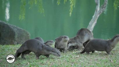 两水獭家族打群架,两个水獭家族之间的战争完整版