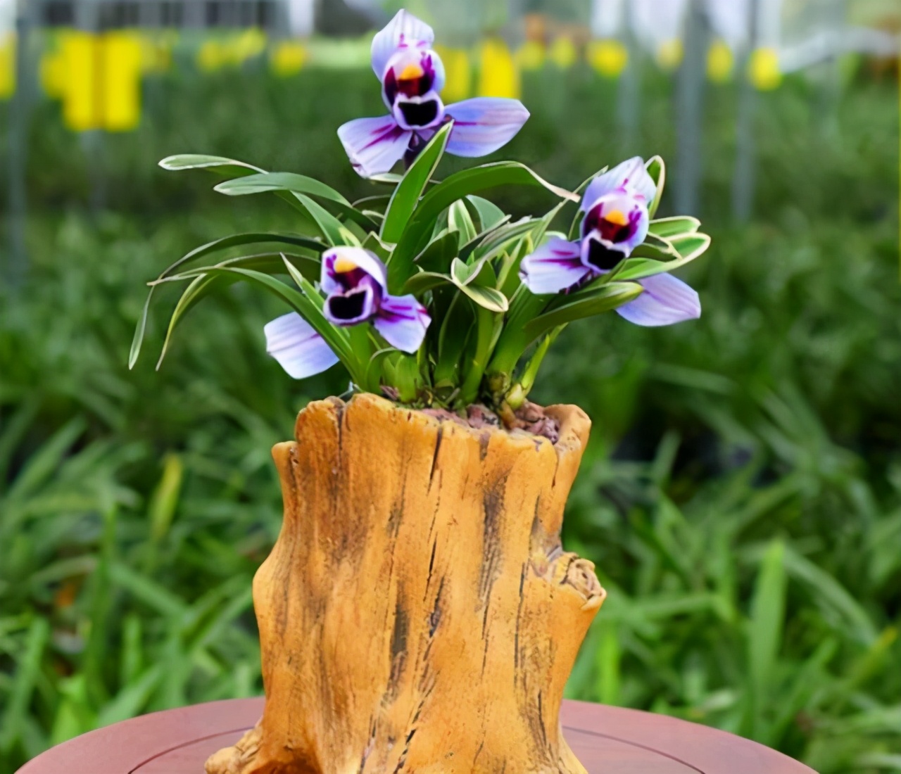 建兰色花“紫月荷”花色神秘冷艳，香味浓郁持久，叶带金边又好养