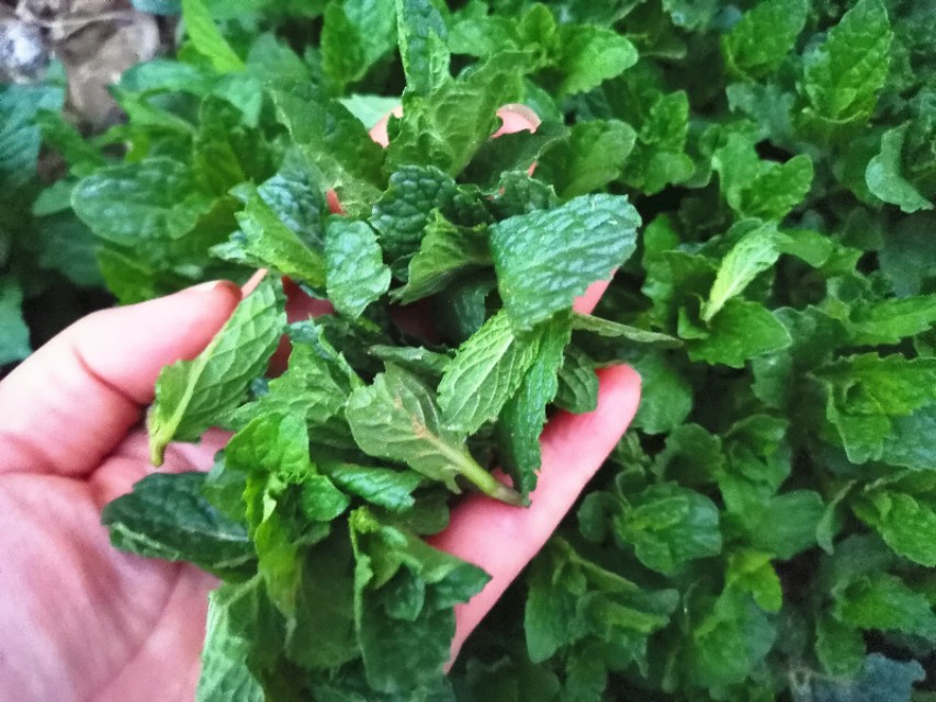 与薄荷相似的野菜,野薄荷野菜