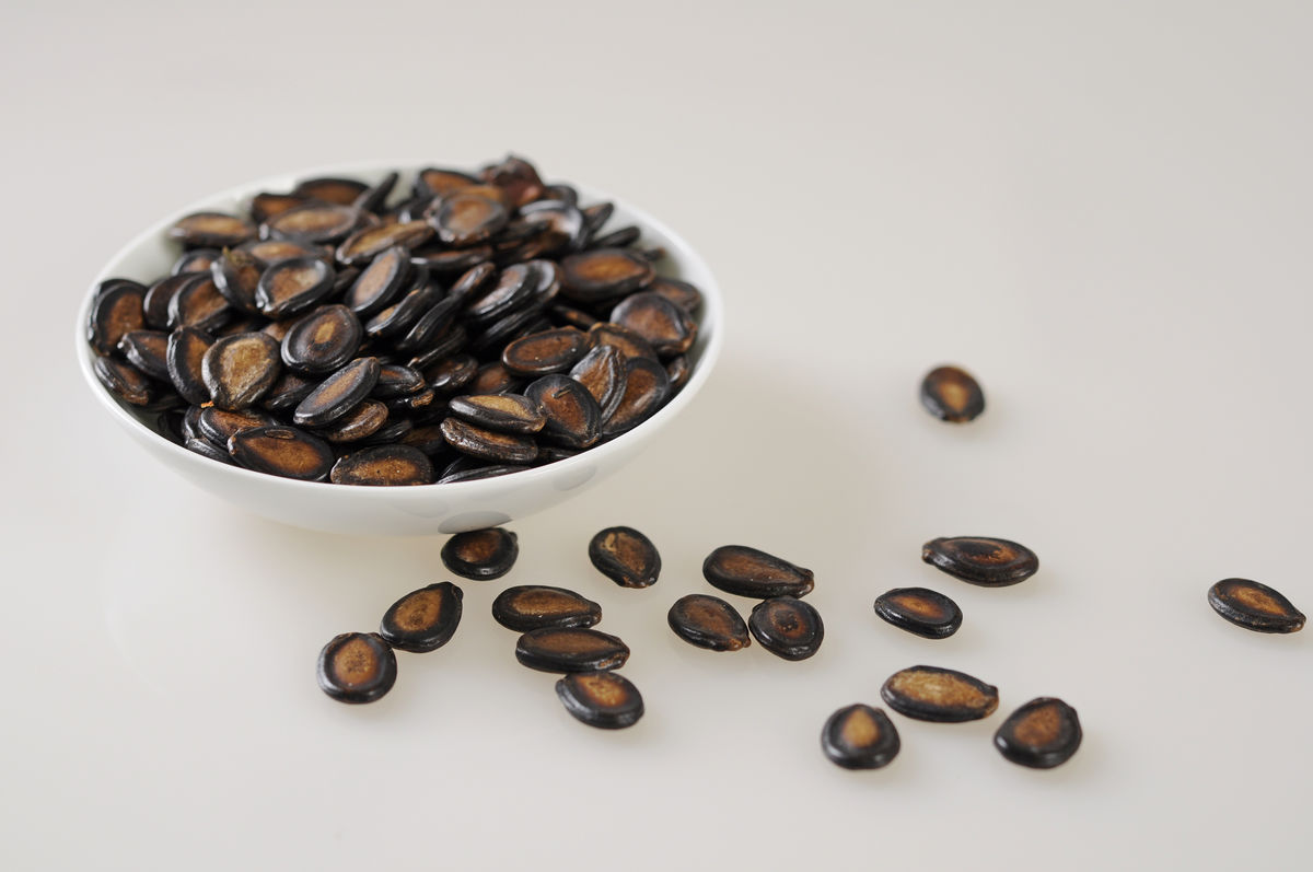 忘了传播种子的使命？捕鸟树被进化带偏，开始以“杀鸟为乐”？