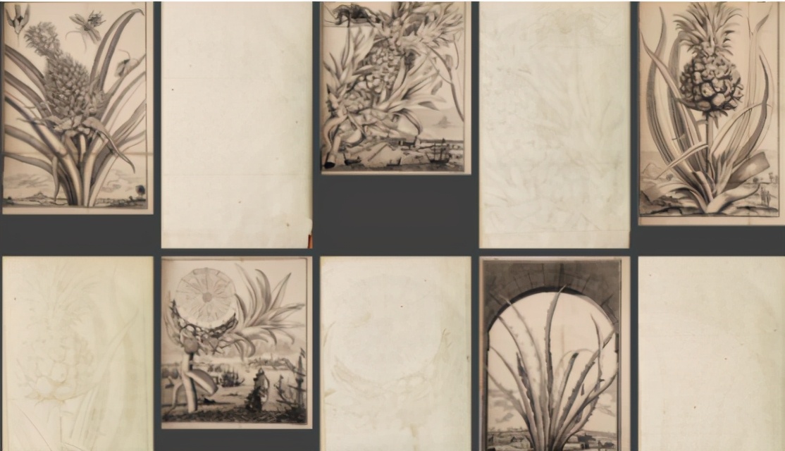 哥伦布发现菠萝,哥伦布航海的影响