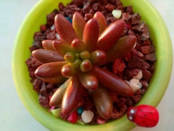 多肉补光灯的使用方法,多肉补光灯怎么串联到一个插座上