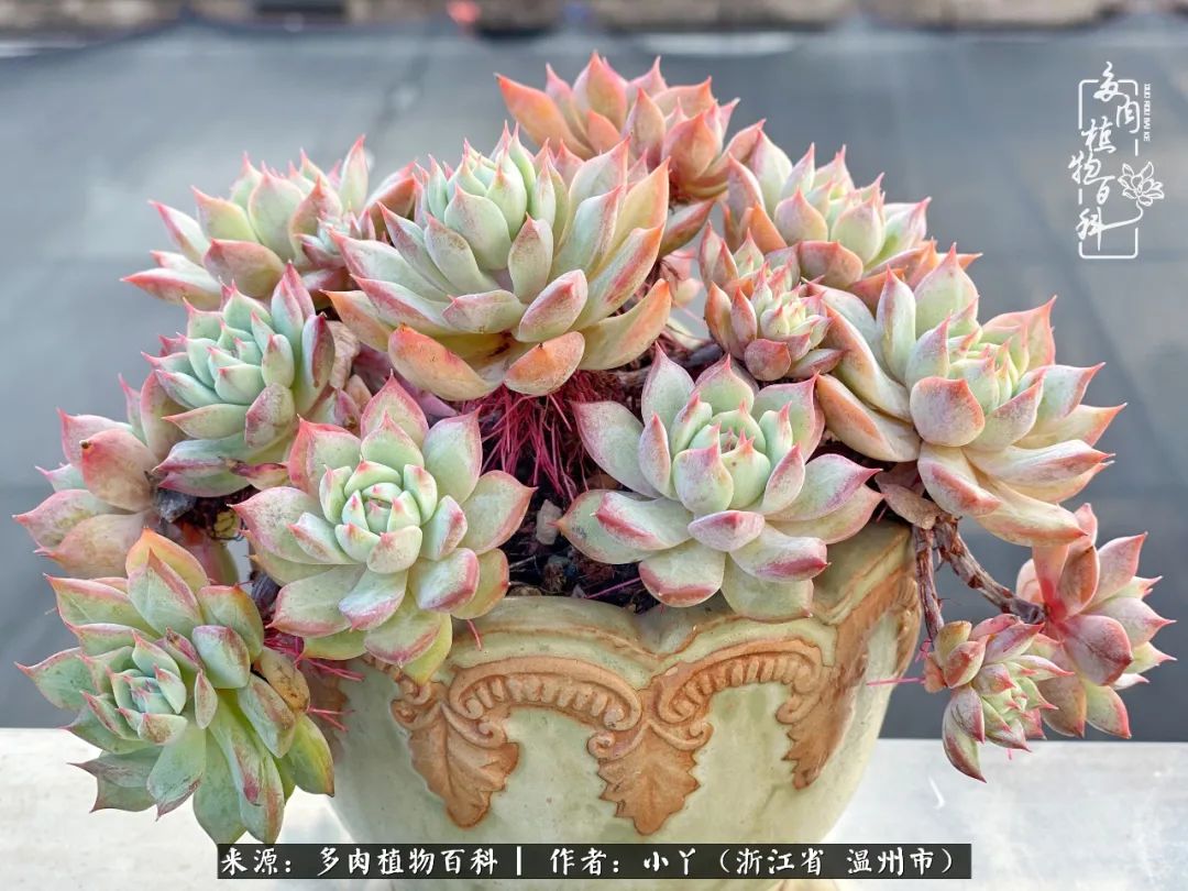 祖上无院家里无矿，一腔浪漫情怀付诸楼顶造花