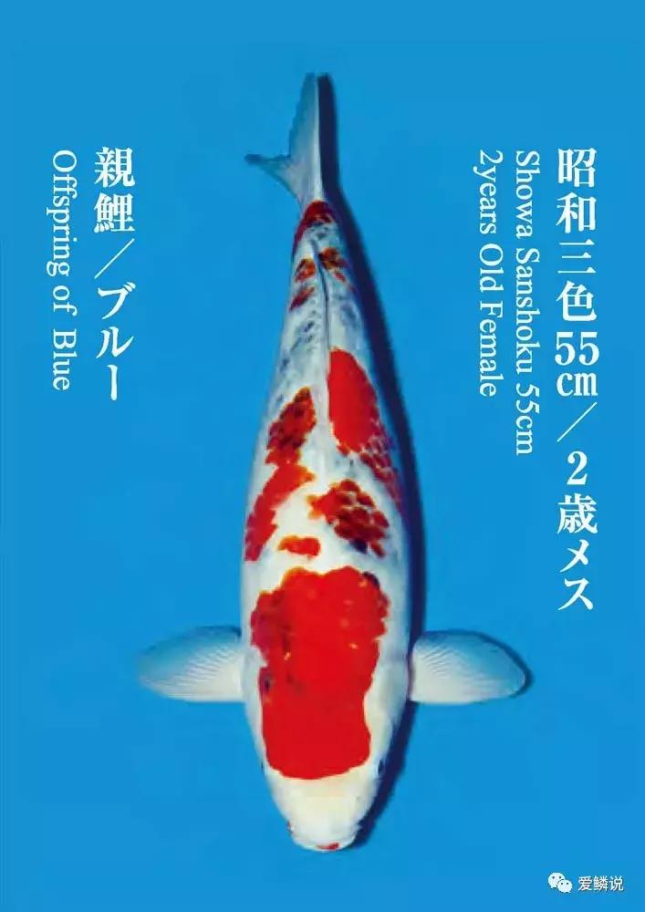 鲤界“老司机”的干货分享，少走弯路