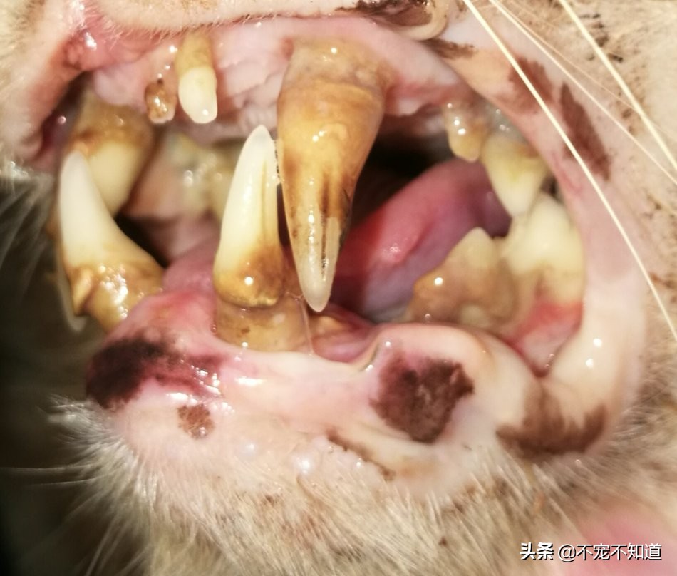 猫口炎不严重需要拔牙吗,猫口炎拔牙仍不能治愈的原因