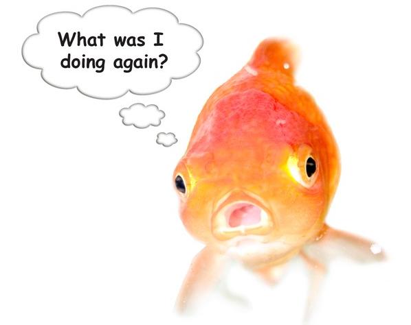 被“青春伤痛文学”冤枉了十几年，金鱼：我的记忆真的不止7秒