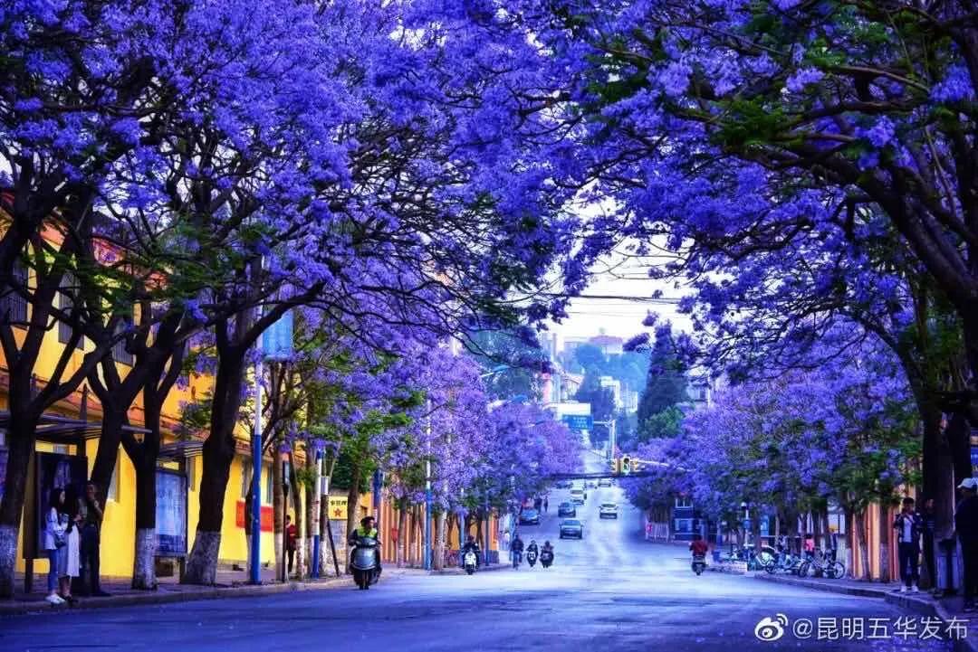 被大理丽江掩盖风头又怎样？它才是云南No.1！5月它太美了
