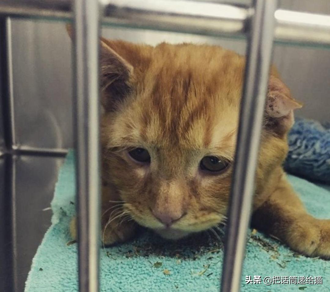 被弃养的猫还要打疫苗吗,弃养了一只猫