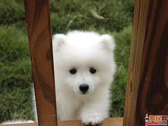 狗狗大全,送给喜欢狗的人）